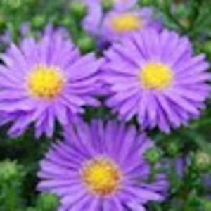 Meet your Posher, Alexandria